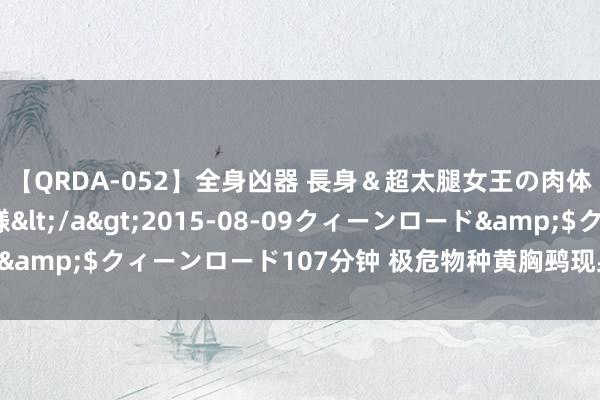 【QRDA-052】全身凶器 長身＆超太腿女王の肉体調教 百合華女王様</a>2015-08-09クィーンロード&$クィーンロード107分钟 极危物种黄胸鹀现身鹤城王人王人哈尔